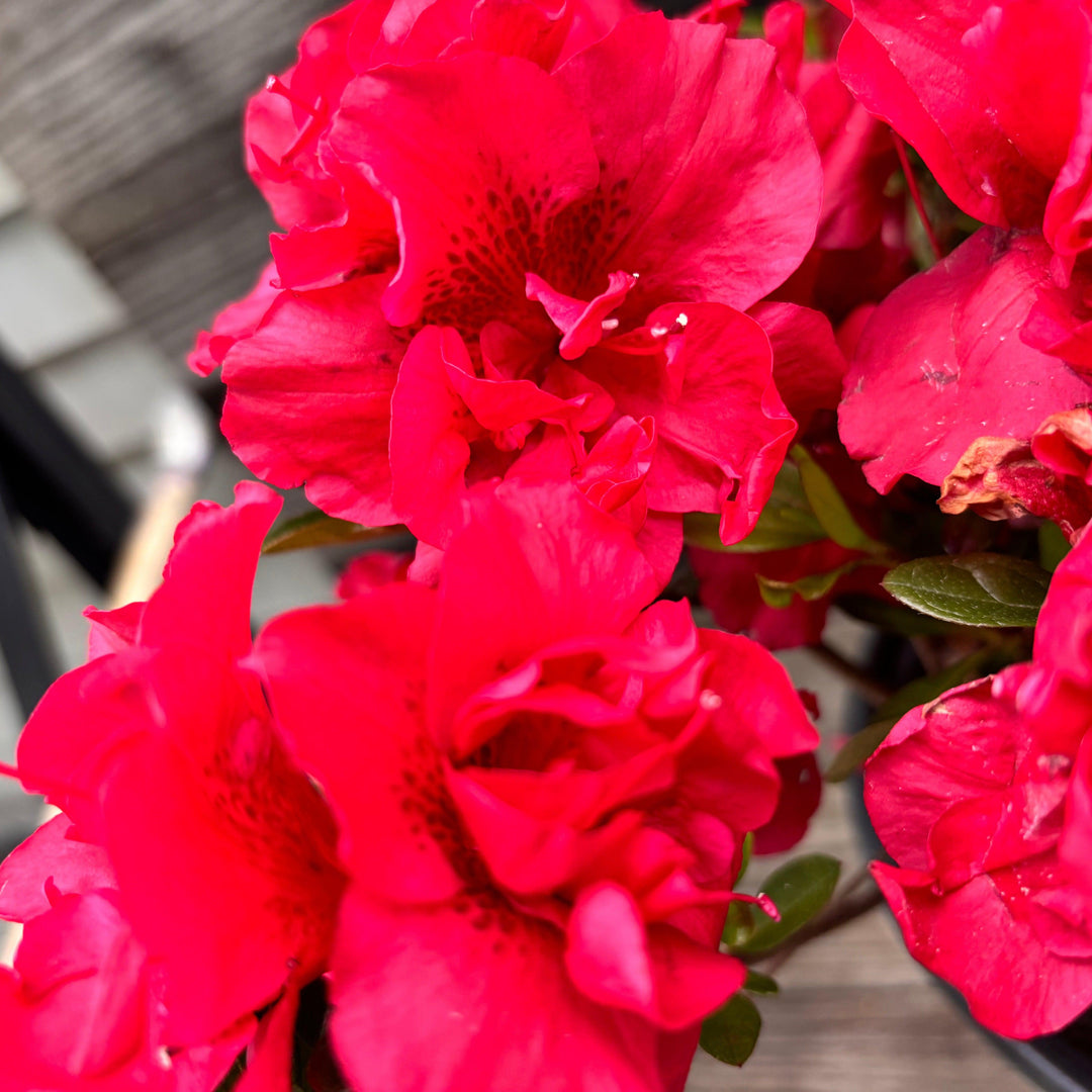 Rhododendron ‘Roblez’ ~ Encore® Autumn Fire™ Azalea-ServeScape