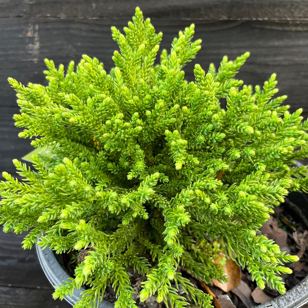 Cryptomeria japonica 'sPg-3-014' ~ Dragon Prince™ Japanese Cedar-ServeScape