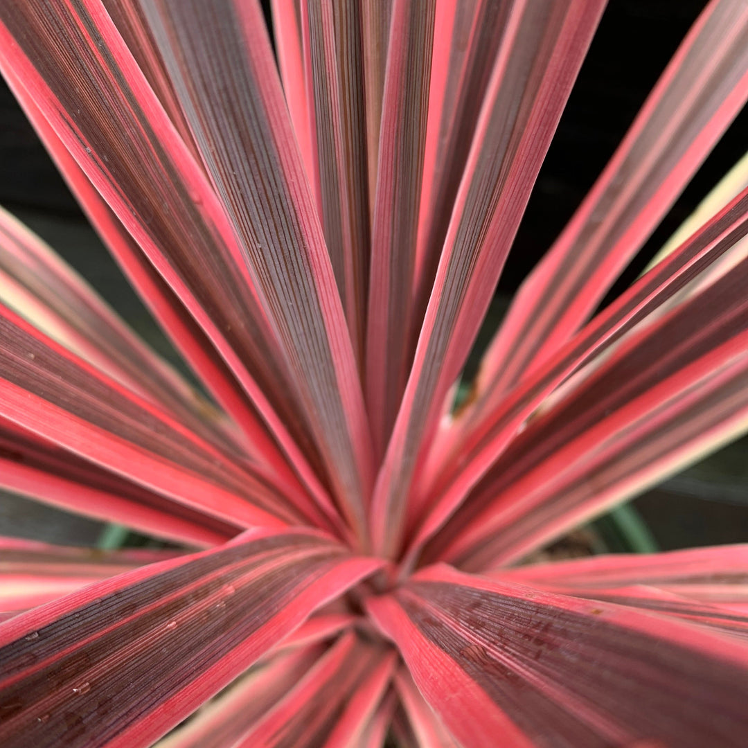 Cordyline australis 'Charlie Boy' PP #20,139 ~ Monrovia® Charlie Boy Cordyline-ServeScape