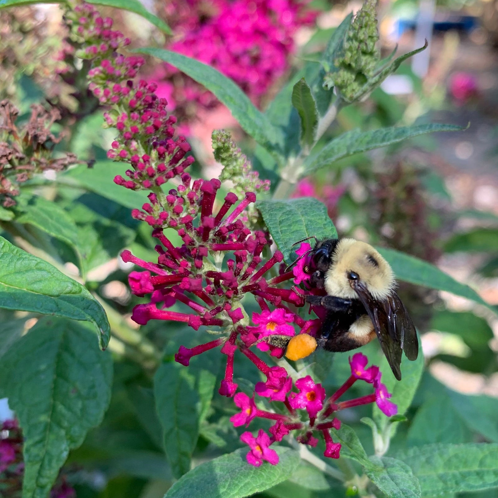 Buddleia 'Miss Molly' ~ Miss Molly Butterfly Bush-ServeScape