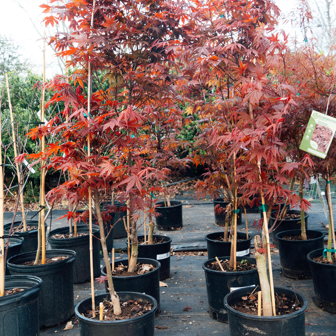 Acer palmatum var. dissectum 'Tamukeyama' ~ Tamukeyama Japanese Maple-ServeScape