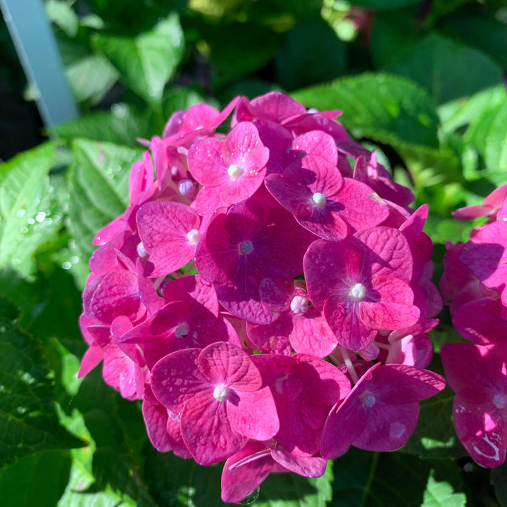Hydrangea macrophylla 'Bailmacfive’ PP30,359 ~ Endless Summer® Summer Crush® Hydrangea-ServeScape