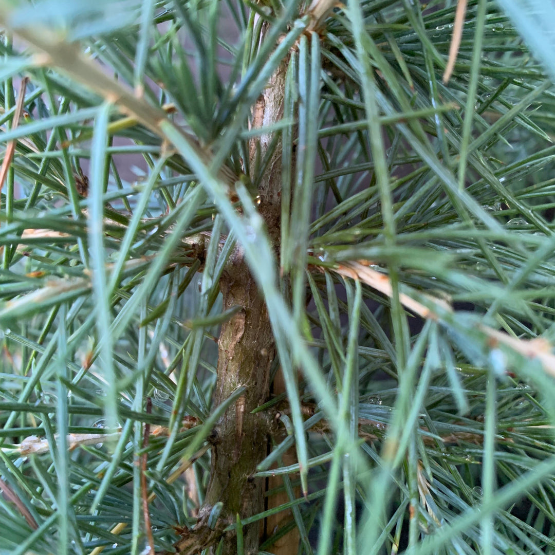 Cedrus deodara ~ Deodar Cedar-ServeScape