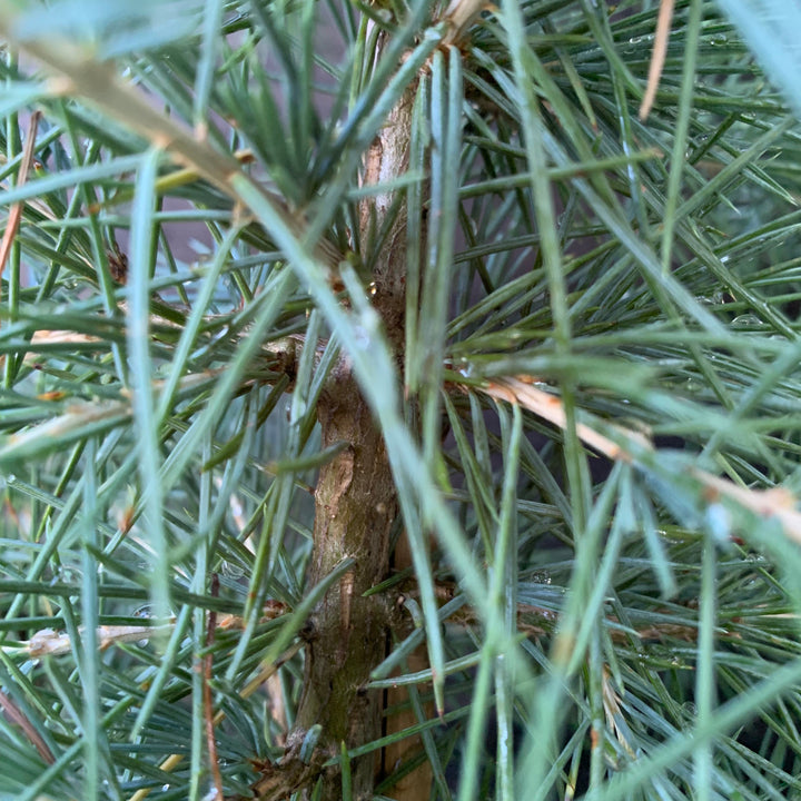 Cedrus deodara ~ Deodar Cedar-ServeScape