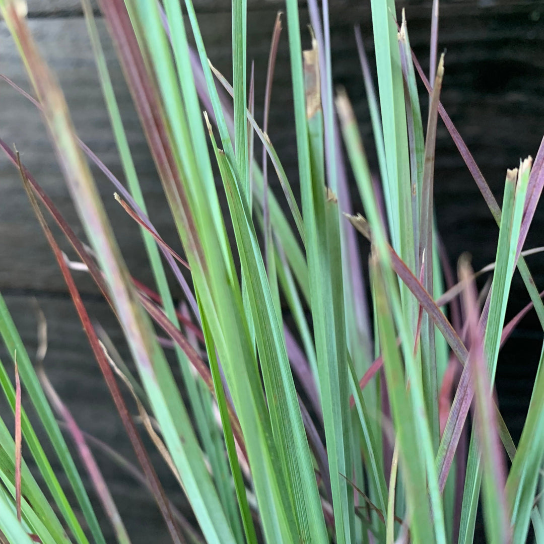 Schizachyrium scoparium 'Standing Ovation' ~ Standing Ovation Little Bluestem-ServeScape