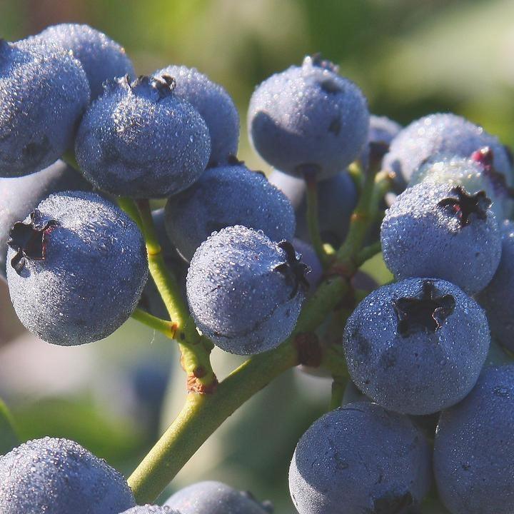 Vaccinium corymbosum 'Bluegold' ~ Bluegold Blueberry-ServeScape