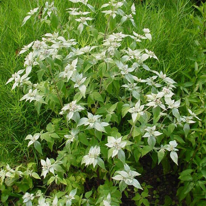 Pycnanthemum muticum ~ Mountain Mint-ServeScape