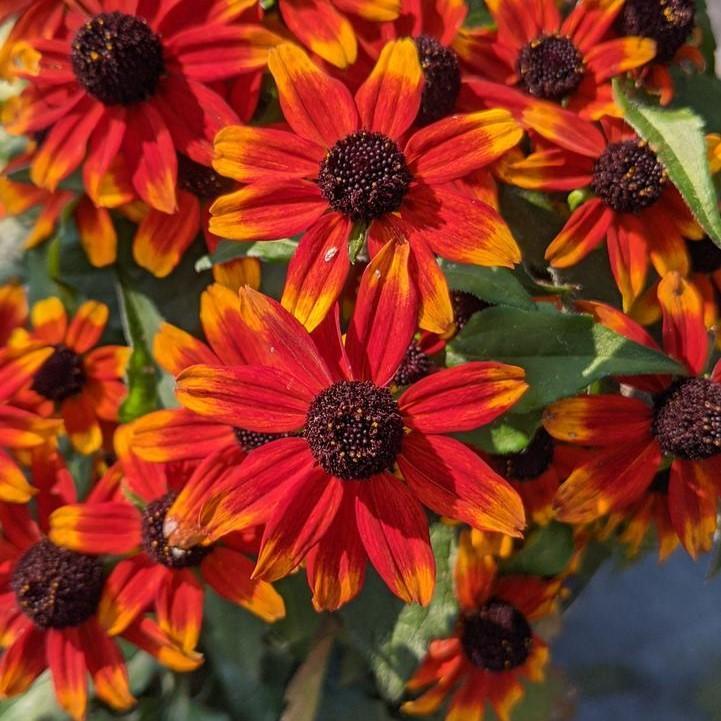 Rudbeckia triloba 'Prairie Glow' ~ Prairie Glow Coneflower-ServeScape