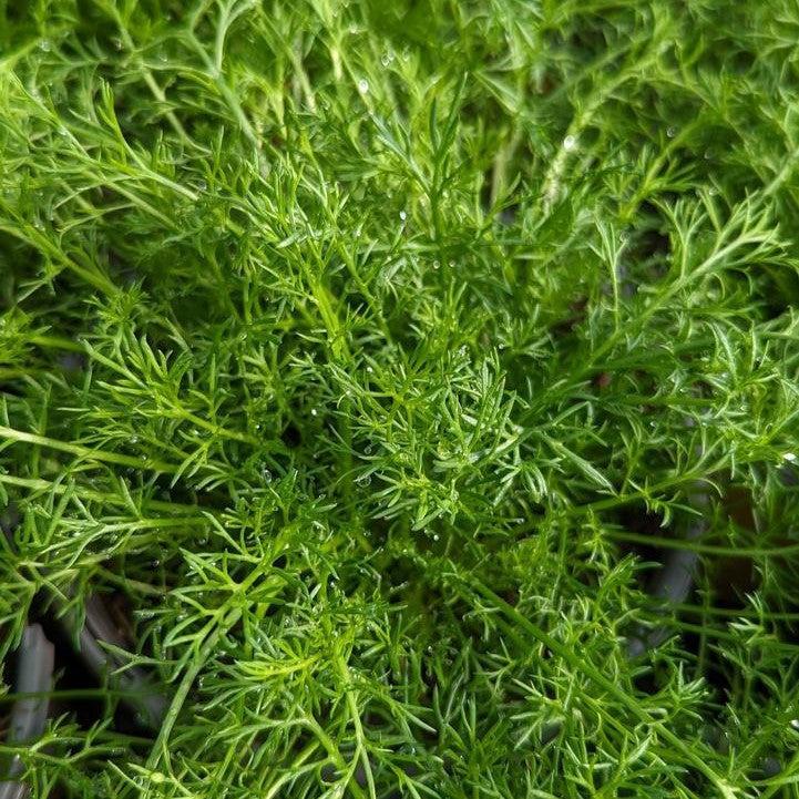 Chamaemelum nobile ~ Roman Chamomile-ServeScape