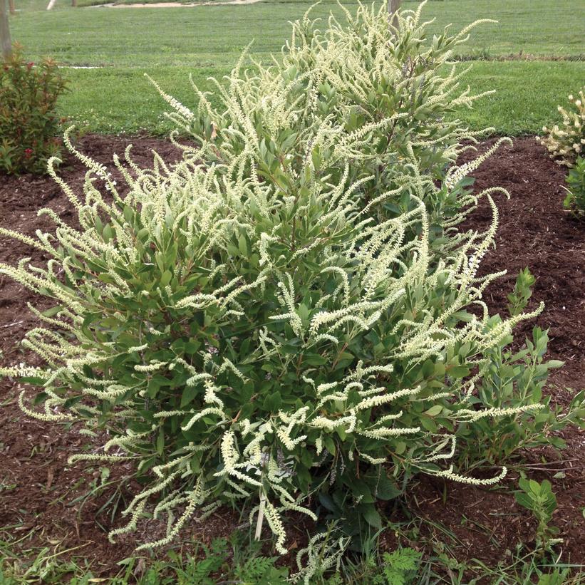 Clethra alnifolia 'Novacleein' ~ Summer Sparkler™ Summersweet-ServeScape