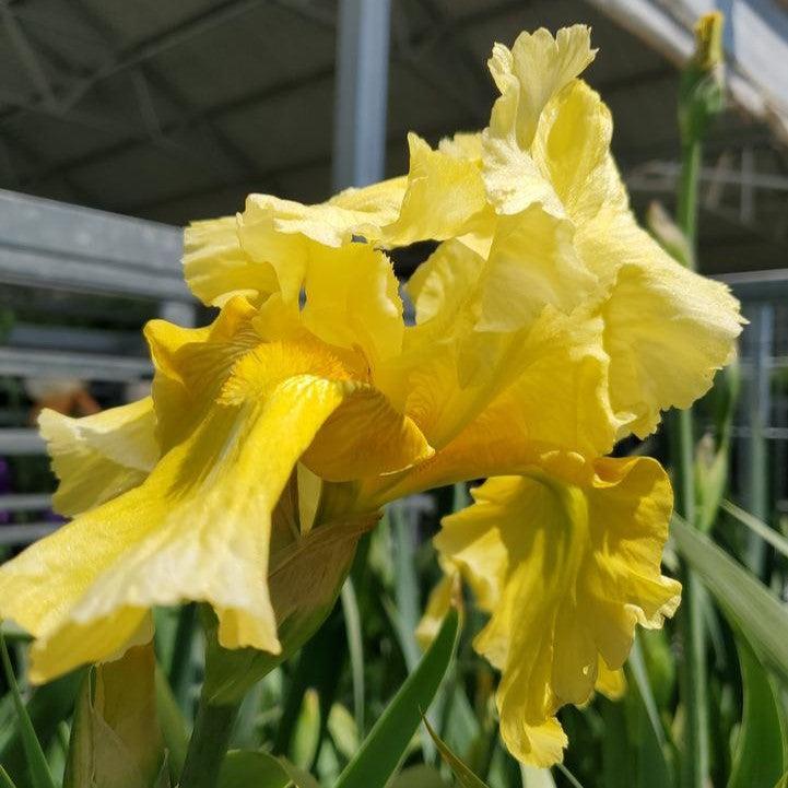Iris germanica 'Pleasant Peasant' ~ Pleasant Peasant Bearded Iris-ServeScape