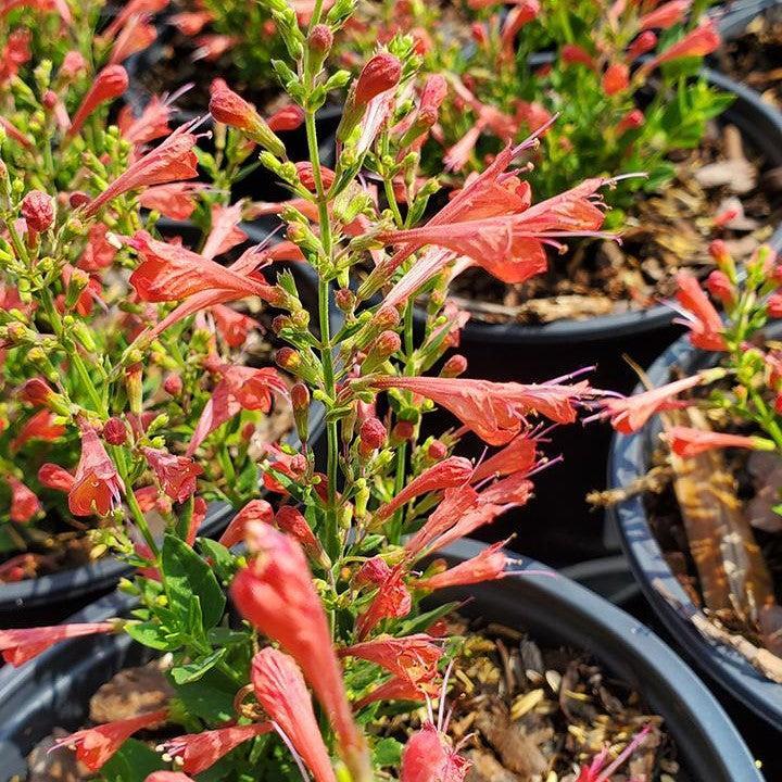 Agastache ‘Kudos Red’ ~ Kudos™ Red Hummingbird Mint, Hyssop-ServeScape
