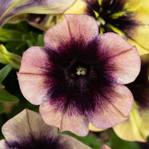 Petunia hybrid 'Ray Shadow' ~ Ray™ Shadow Petunia-ServeScape