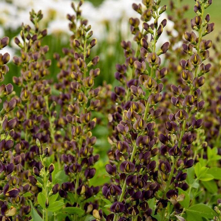 Baptisia 'Dark Chocolate' ~ Decadence® Dark Chocolate False Indigo-ServeScape