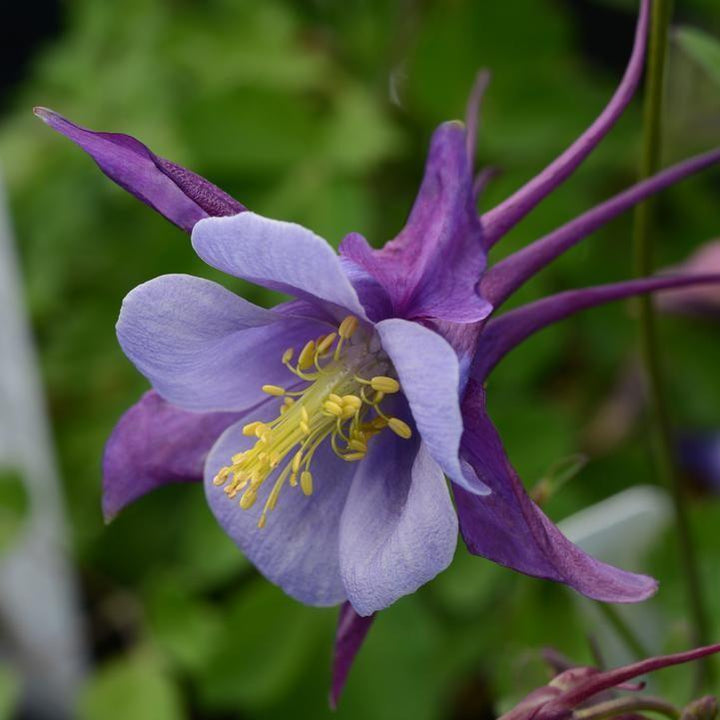 Aquilegia 'PAS1258487' ~ Earlybird™ Purple Blue Columbine-ServeScape