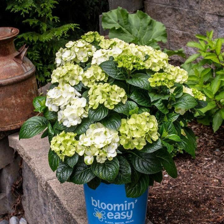 Hydrangea macrophylla 'Hokomagrito‘ ~ Bloomin' Easy® Grin and Tonic™ Hydrangea-ServeScape