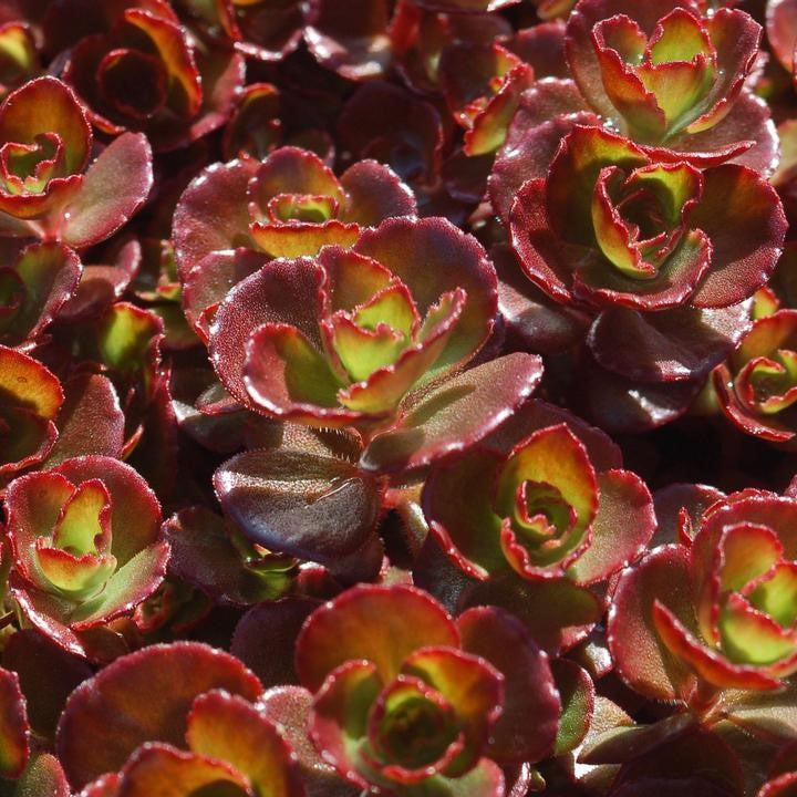 Sedum spurium 'Fuldaglut' ~ Fuldaglut Stonecrop-ServeScape