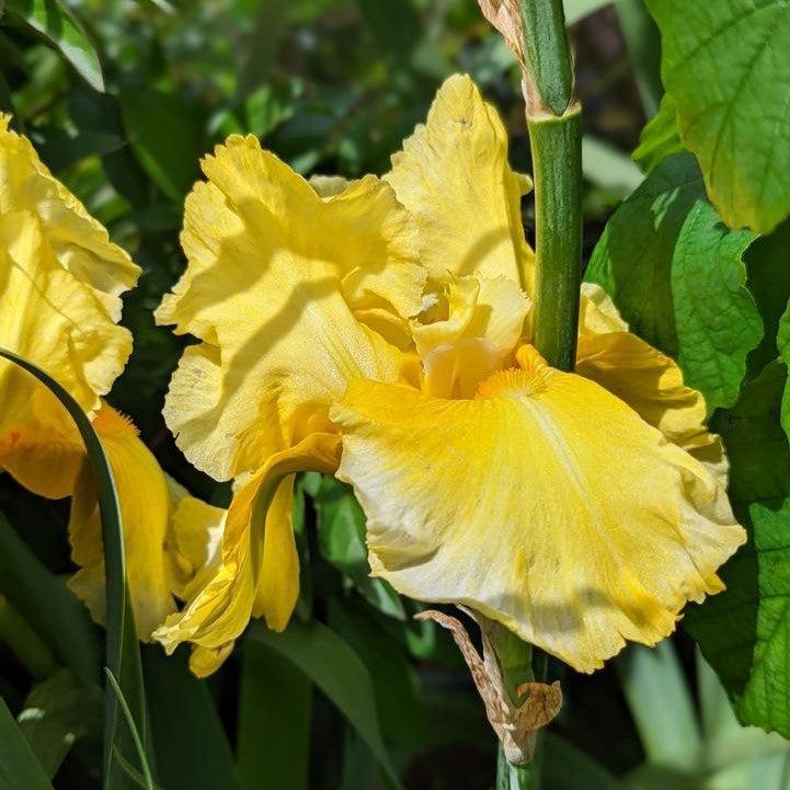 Iris germanica 'Pleasant Peasant' ~ Pleasant Peasant Bearded Iris-ServeScape