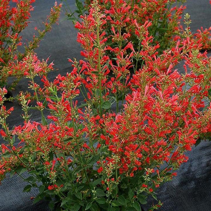 Agastache ‘Kudos Red’ ~ Kudos™ Red Hummingbird Mint, Hyssop-ServeScape