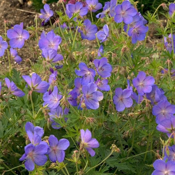 Geranium 'Johnson's Blue' ~ Johnson's Blue Cranesbill-ServeScape
