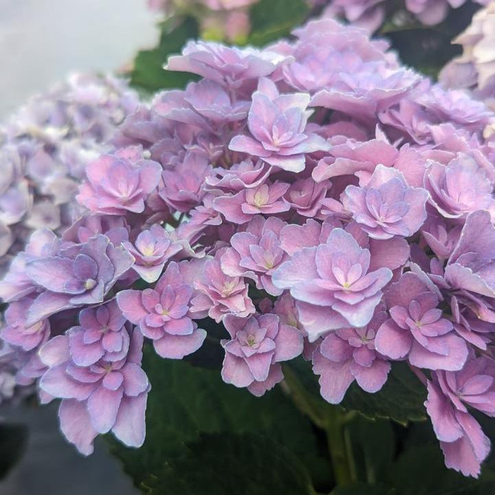 Hydrangea macrophylla ‘Hortmafarfa’ PP32,164 ~ Starfield™ Hydrangea-ServeScape