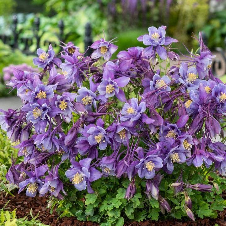 Aquilegia 'PAS1258487' ~ Earlybird™ Purple Blue Columbine-ServeScape
