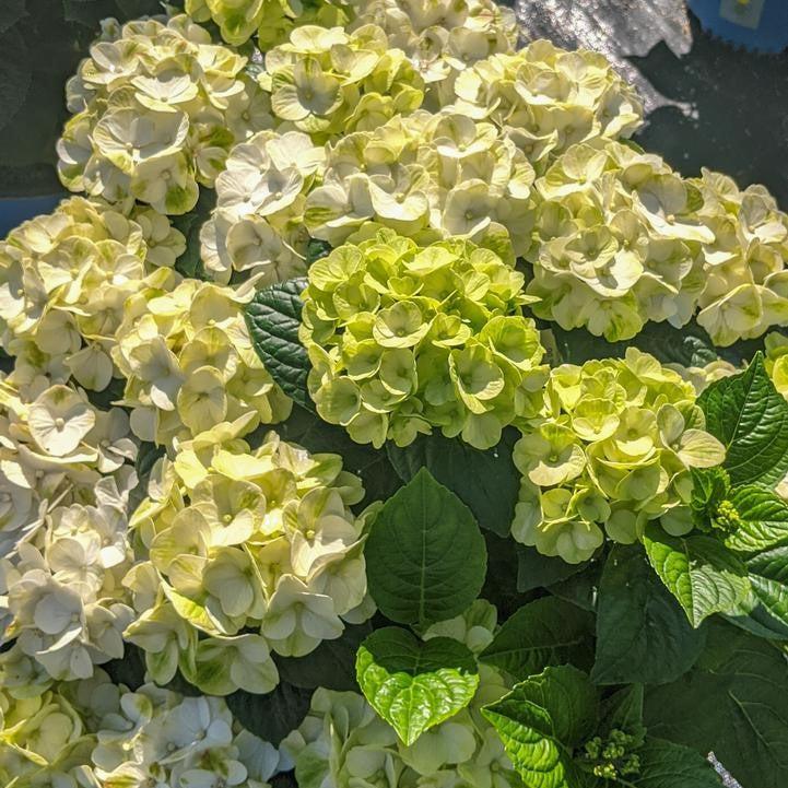 Hydrangea macrophylla 'Hokomagrito‘ ~ Bloomin' Easy® Grin and Tonic™ Hydrangea-ServeScape