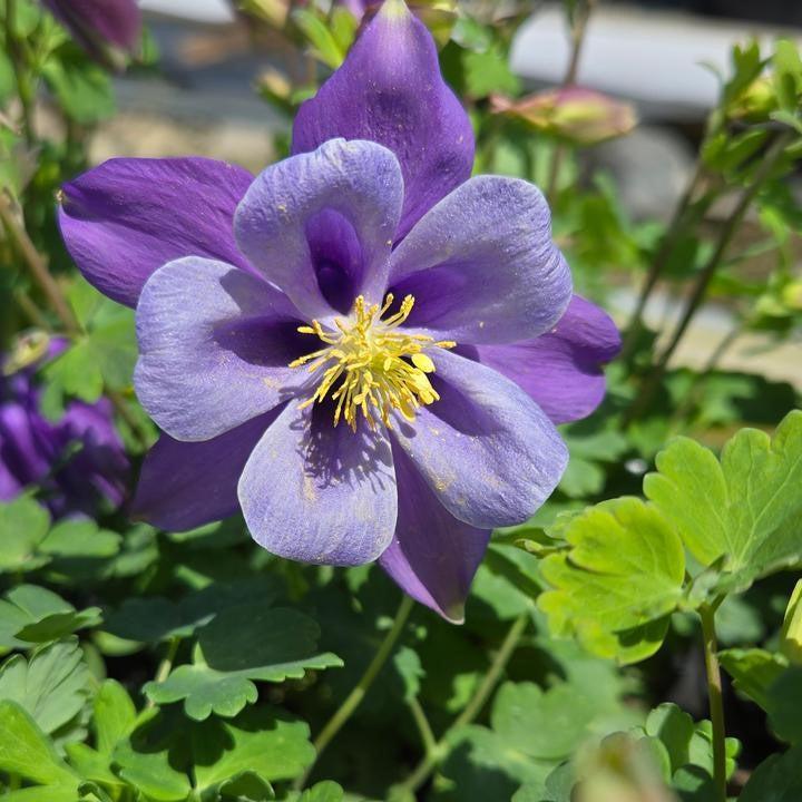 Aquilegia 'PAS1258487' ~ Earlybird™ Purple Blue Columbine-ServeScape