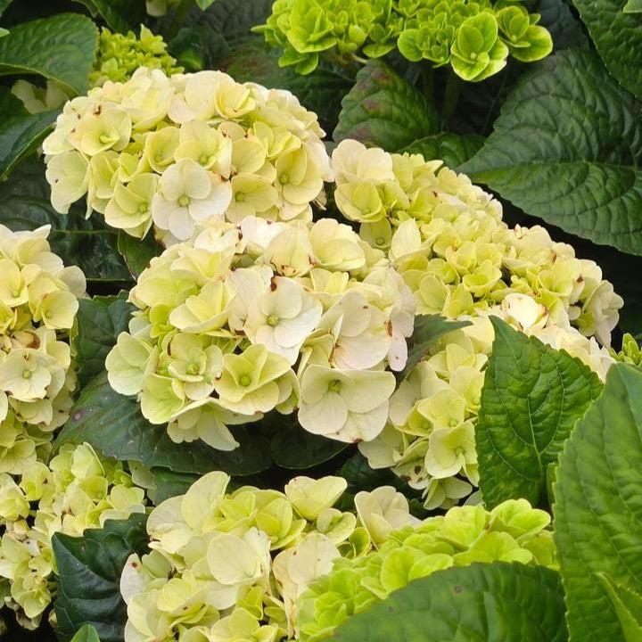 Hydrangea macrophylla 'Hokomagrito‘ ~ Bloomin' Easy® Grin and Tonic™ Hydrangea-ServeScape
