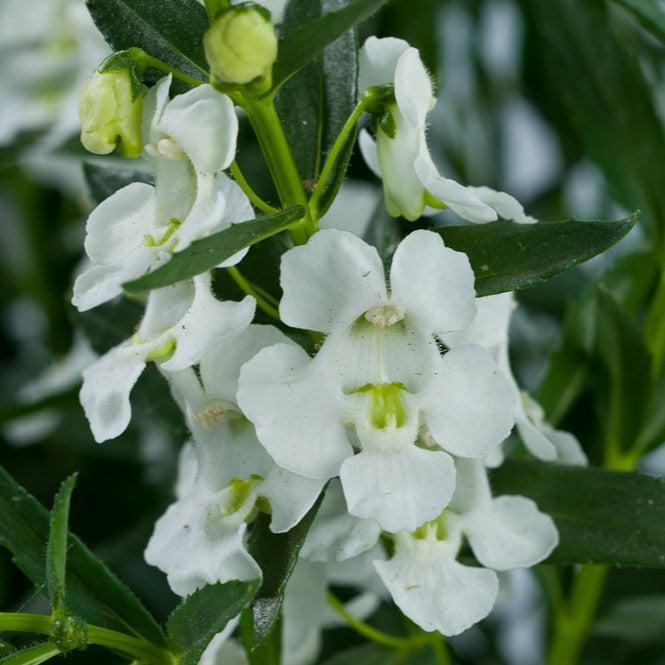 Angelonia angustifolia 'Alonia Big Snow' ~ Alonia™ Big Snow Summer Snapdragon-ServeScape