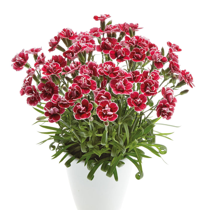 Dianthus 'KLEDP16209' ~ Capitán™ Red White Edge Dianthus-ServeScape