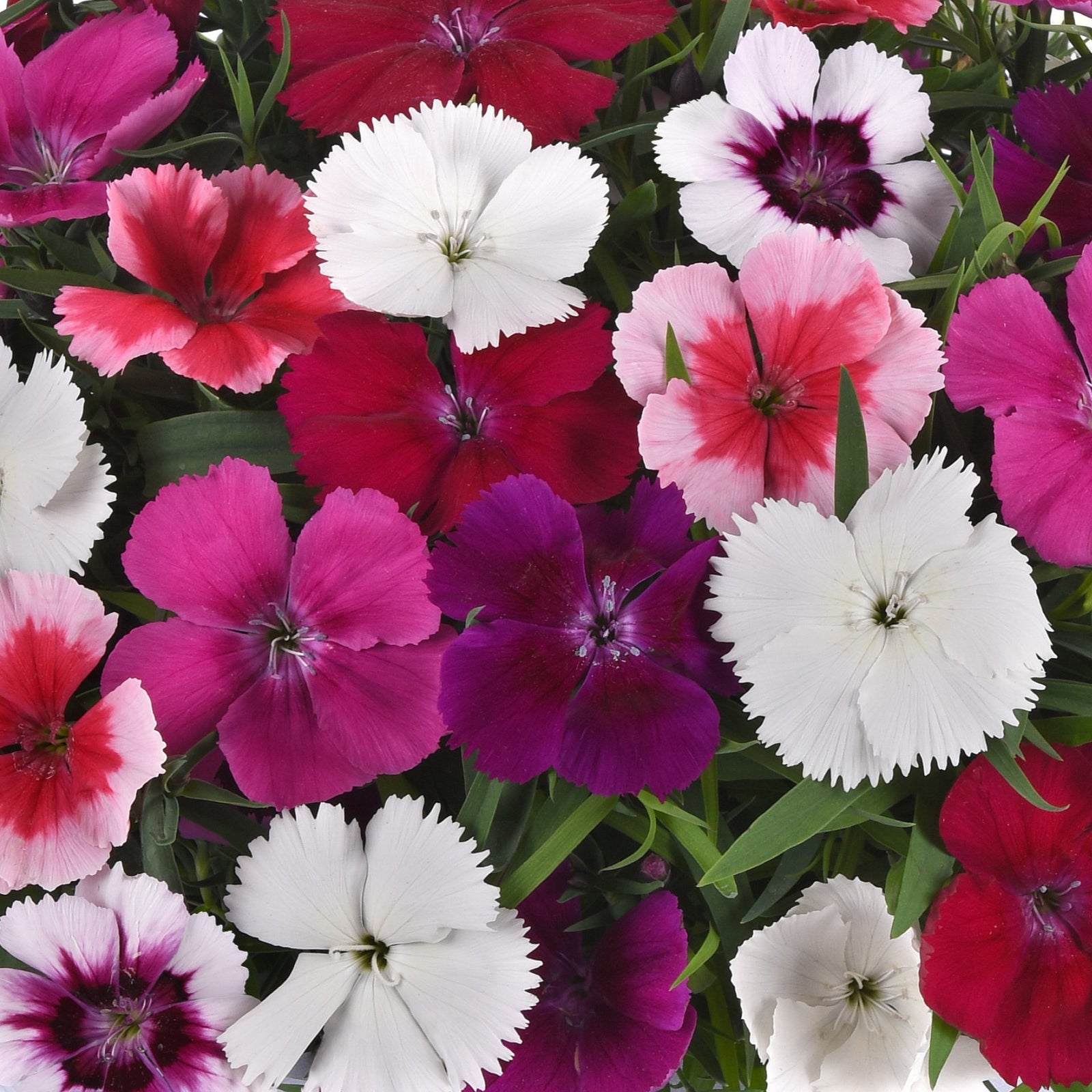 Dianthus 'Coronet Mix' ~ Coronet™ Mix Dianthus-ServeScape