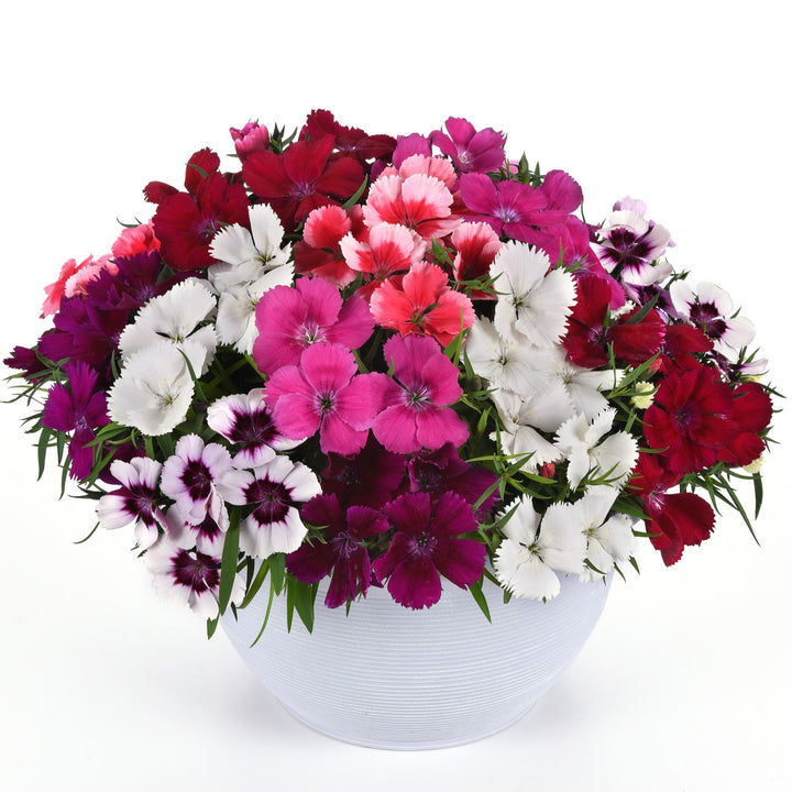 Dianthus 'Coronet Mix' ~ Coronet™ Mix Dianthus-ServeScape