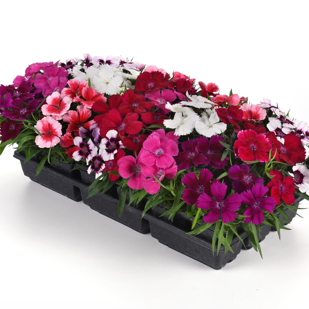 Dianthus 'Coronet Mix' ~ Coronet™ Mix Dianthus-ServeScape