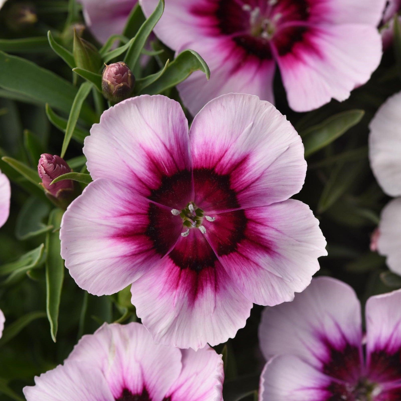 Dianthus 'PAS1443786' ~ Coronet™ White Purple Eye Dianthus-ServeScape
