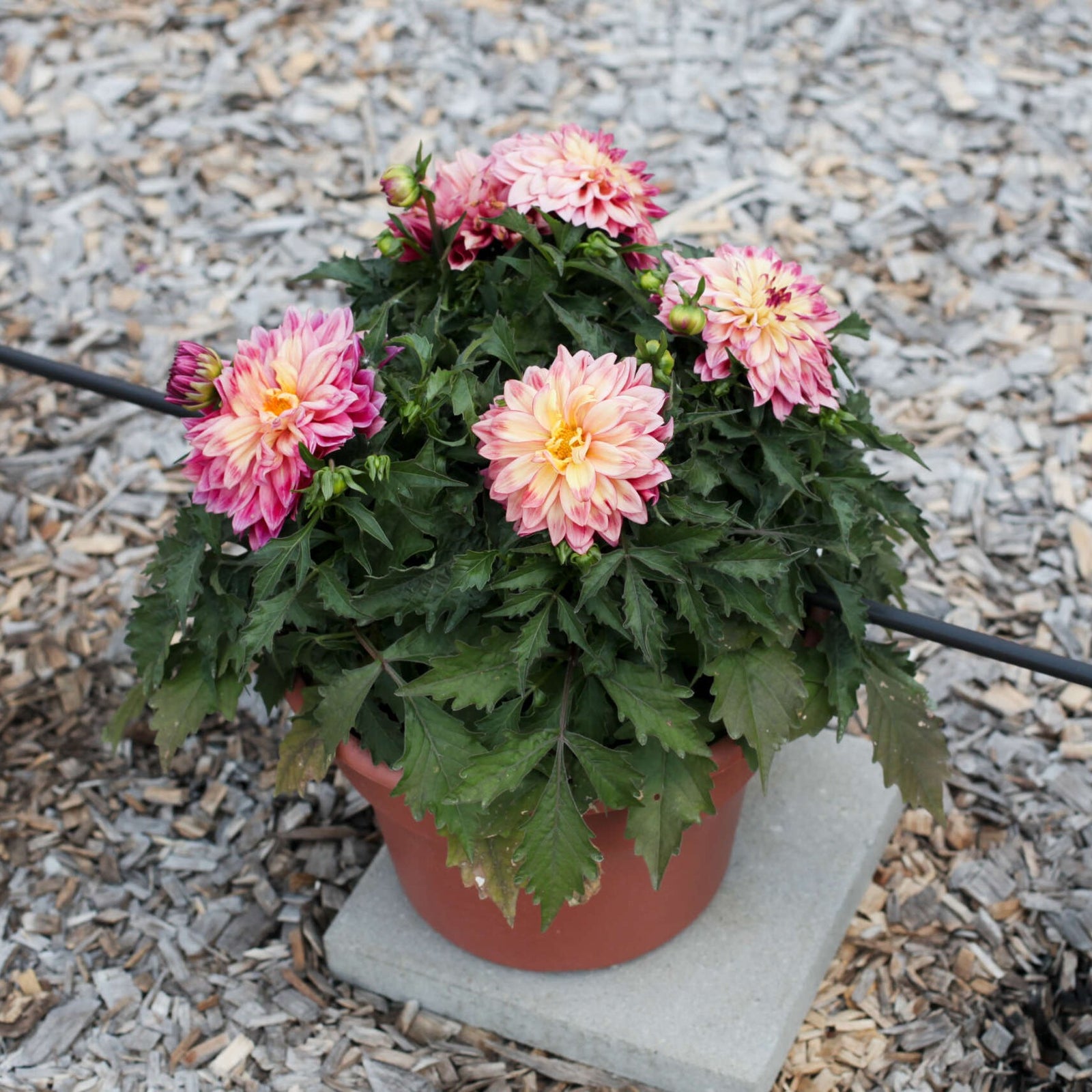 Dahlia variabilis 'Cheire Radiant Rose' ~ Cherie™ Radiant Rose Dahlia-ServeScape
