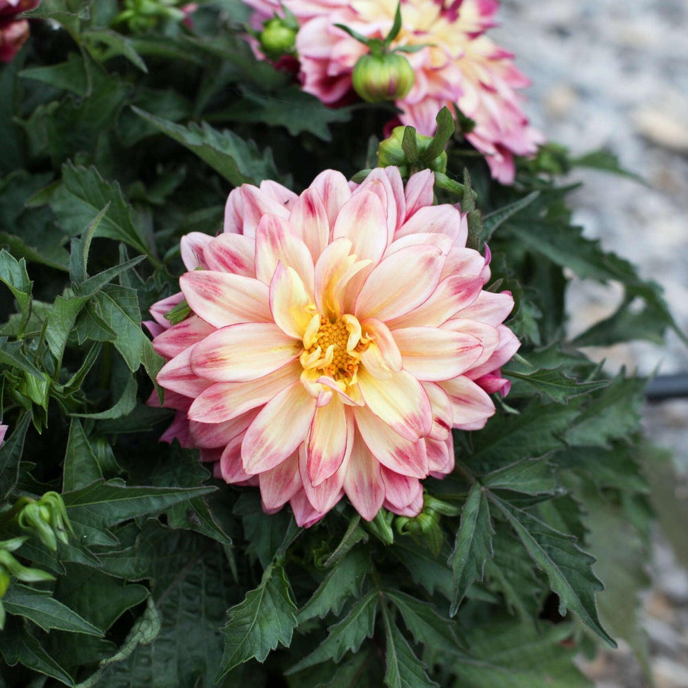 Dahlia variabilis 'Cheire Radiant Rose' ~ Cherie™ Radiant Rose Dahlia-ServeScape