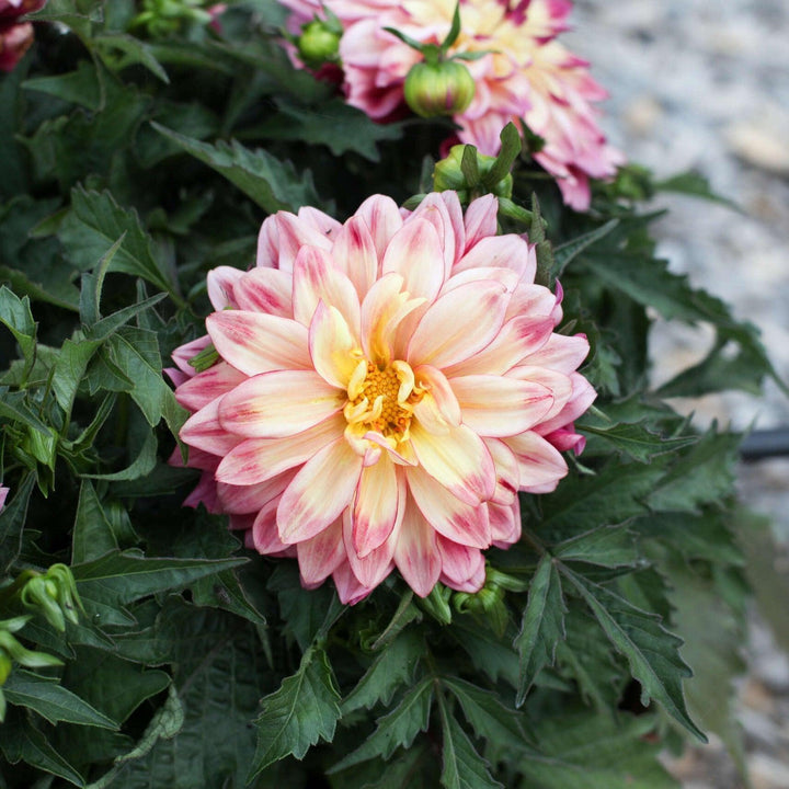Dahlia variabilis 'Cheire Radiant Rose' ~ Cherie™ Radiant Rose Dahlia-ServeScape