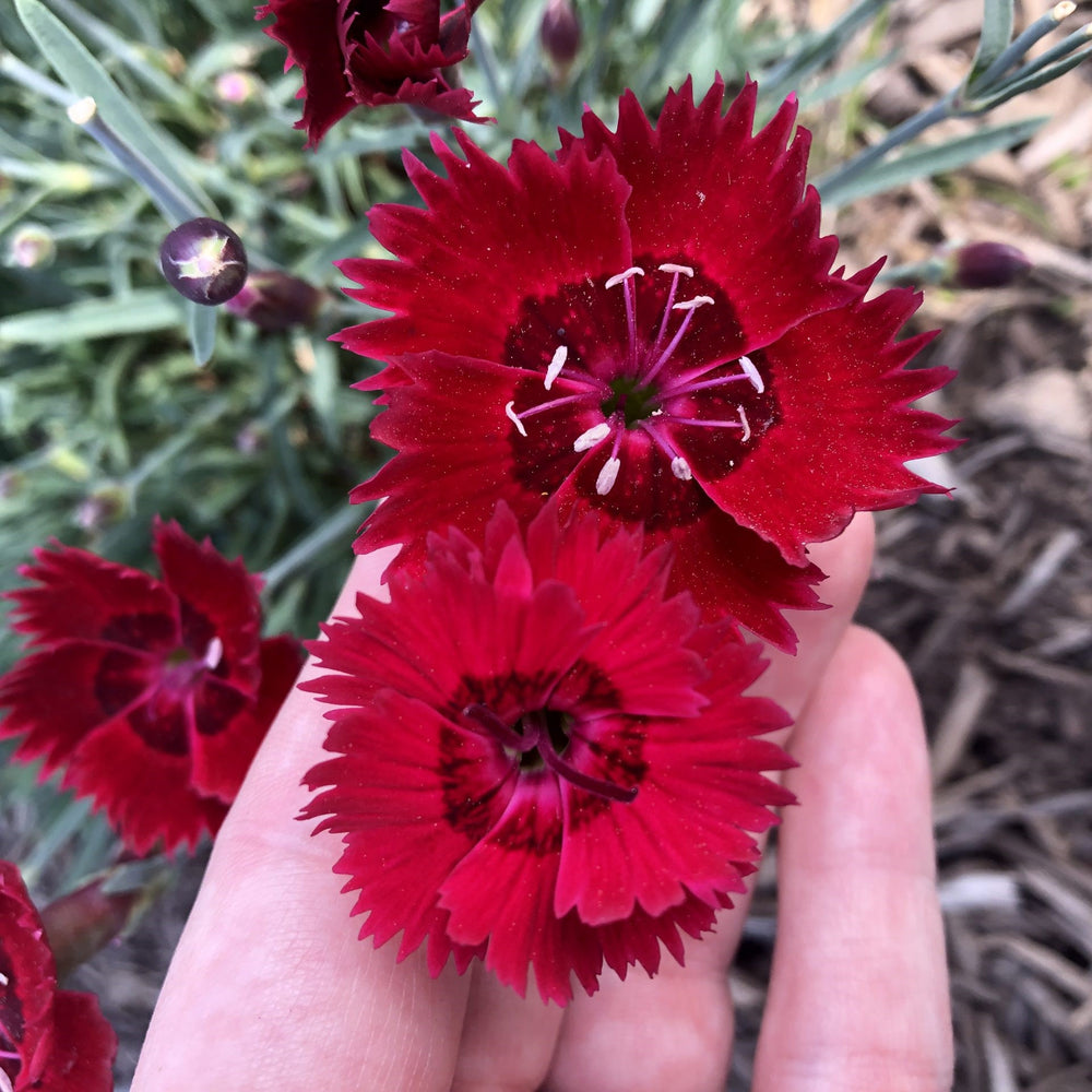 Dianthus 'Wp20 Ppa01‘ PPAF ~ Star Single™ Fire Star Imp. Dianthus-ServeScape