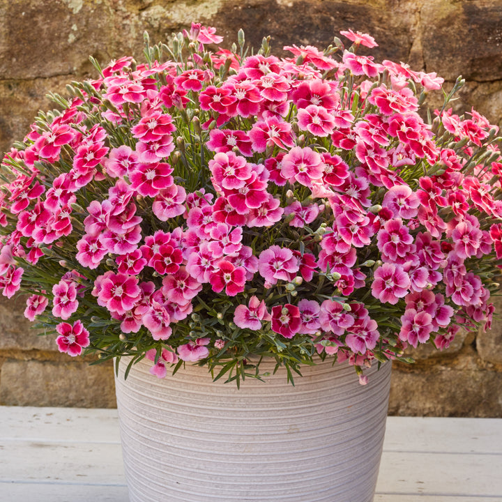 Dianthus 'WAD 17.01' PPAF ~ Monrovia® Electric Dreams® Dianthus-ServeScape