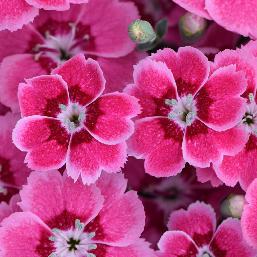 Dianthus 'WAD 17.01' PPAF ~ Monrovia® Electric Dreams® Dianthus-ServeScape