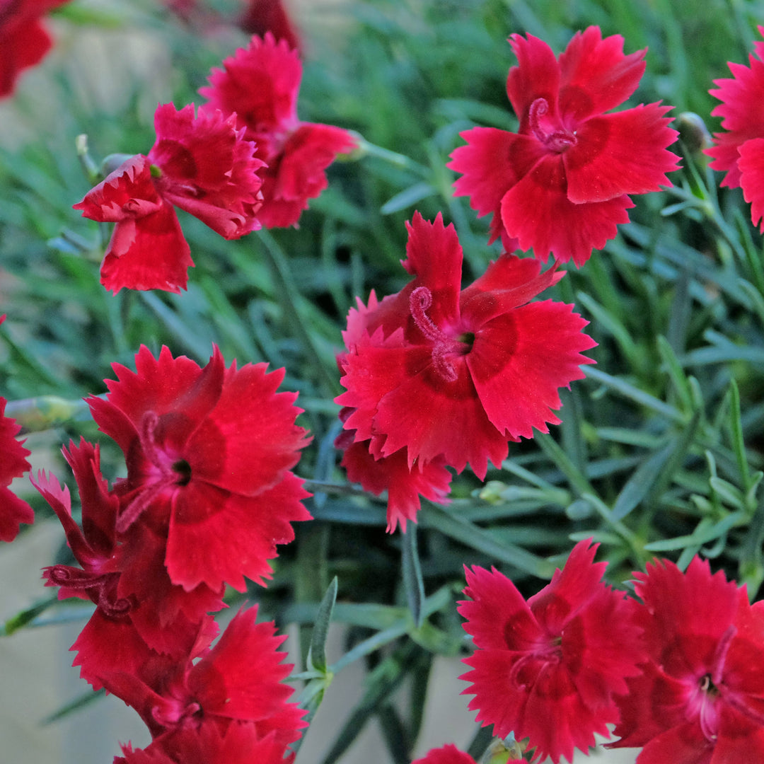 Dianthus 'Wp20 Ppa01‘ PPAF ~ Star Single™ Fire Star Imp. Dianthus-ServeScape