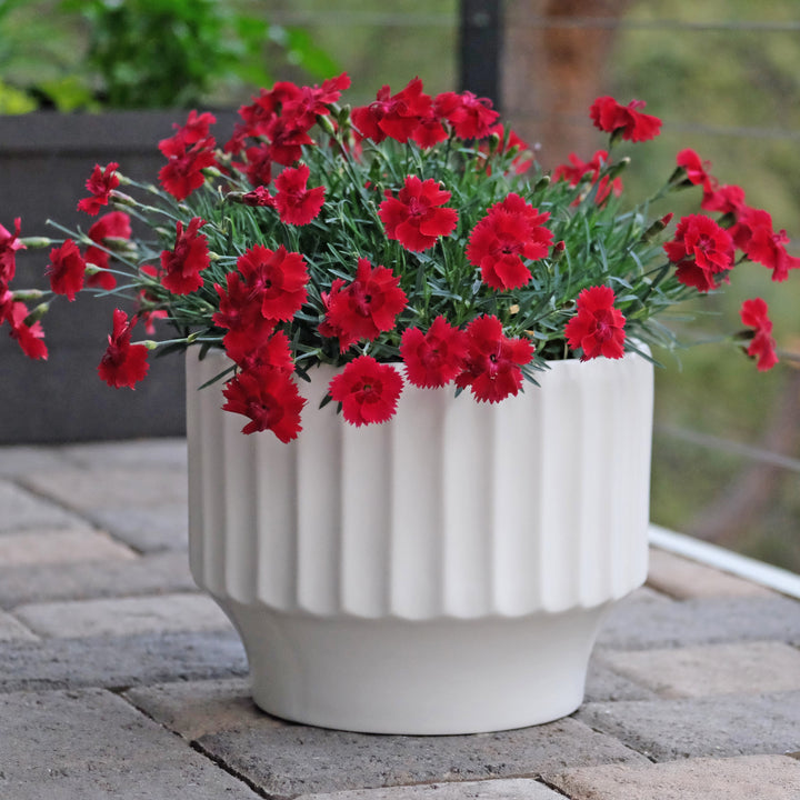 Dianthus 'Wp20 Ppa01‘ PPAF ~ Star Single™ Fire Star Imp. Dianthus-ServeScape