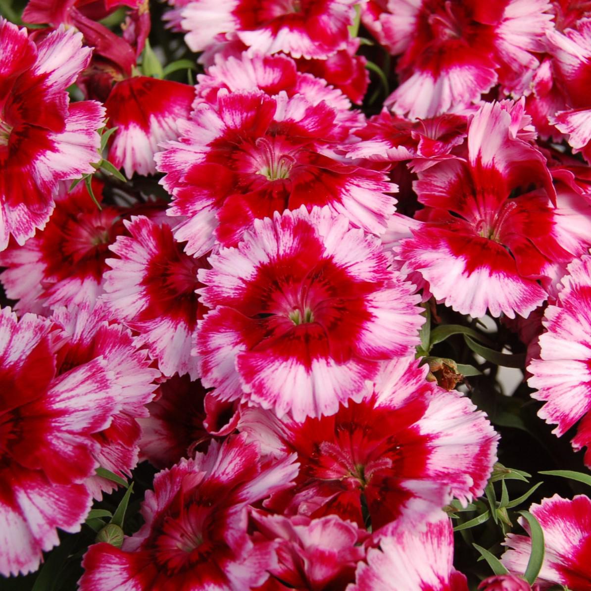 Dianthus 'Diana Crimson Picotee' ~ Diana Crimson Picotee Dianthus-ServeScape