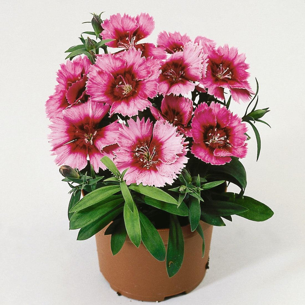 Dianthus 'Diana Crimson Picotee' ~ Diana Crimson Picotee Dianthus-ServeScape