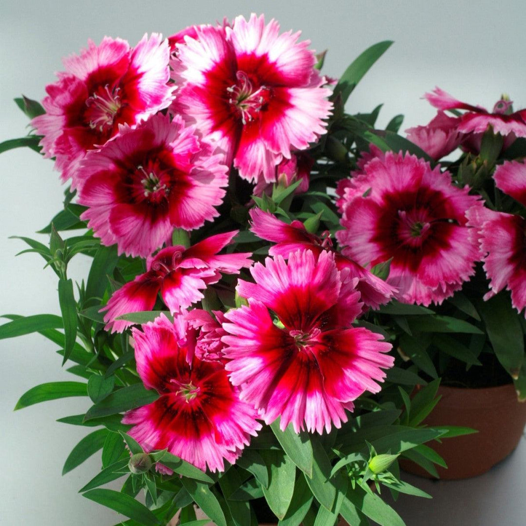 Dianthus 'Diana Crimson Picotee' ~ Diana Crimson Picotee Dianthus-ServeScape