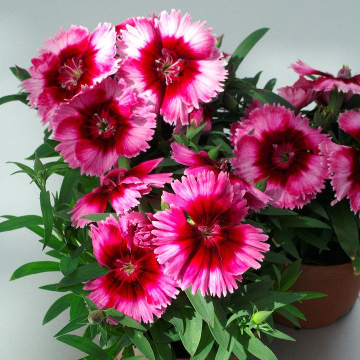 Dianthus 'Diana Crimson Picotee' ~ Diana Crimson Picotee Dianthus-ServeScape