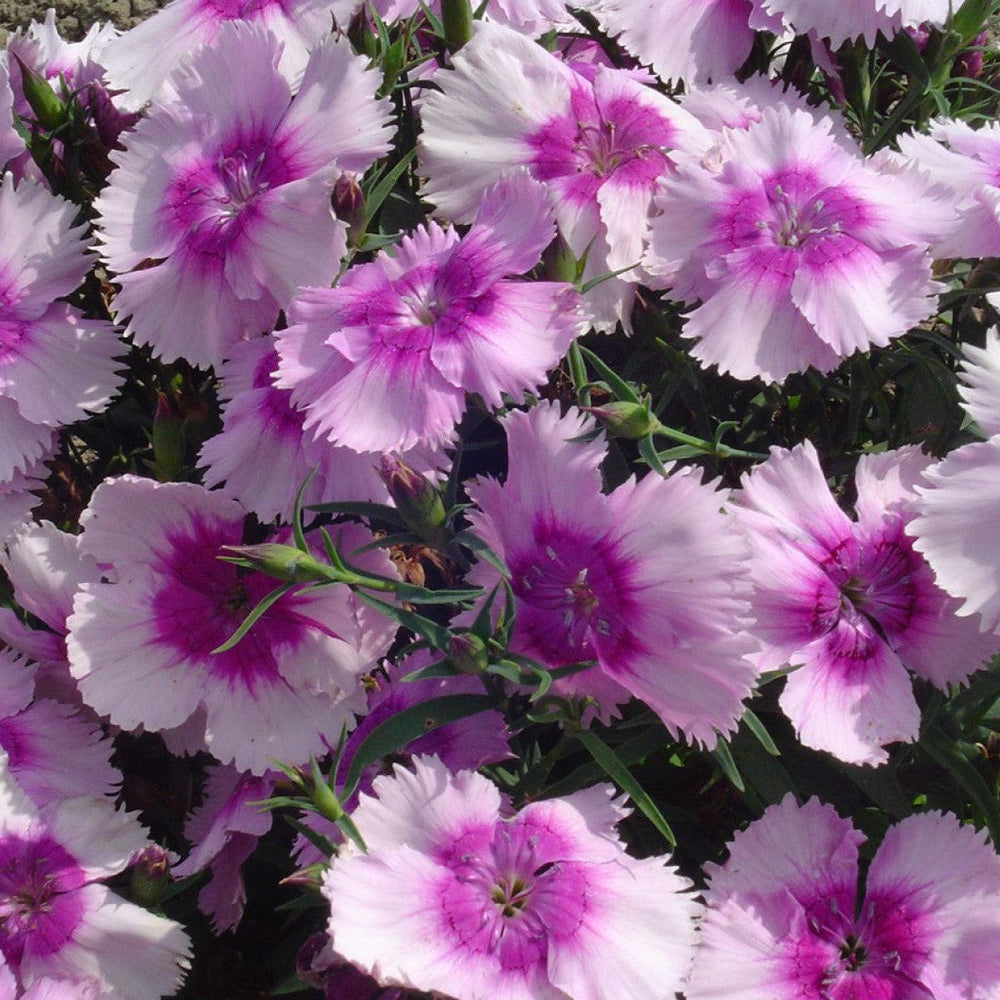 Dianthus 'Diana Lavender Picotee' ~ Diana Lavender Picotee Dianthus-ServeScape