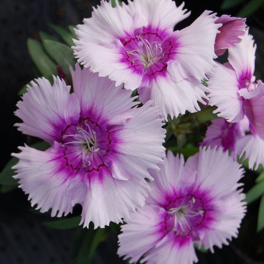 Dianthus 'Diana Lavender Picotee' ~ Diana Lavender Picotee Dianthus-ServeScape