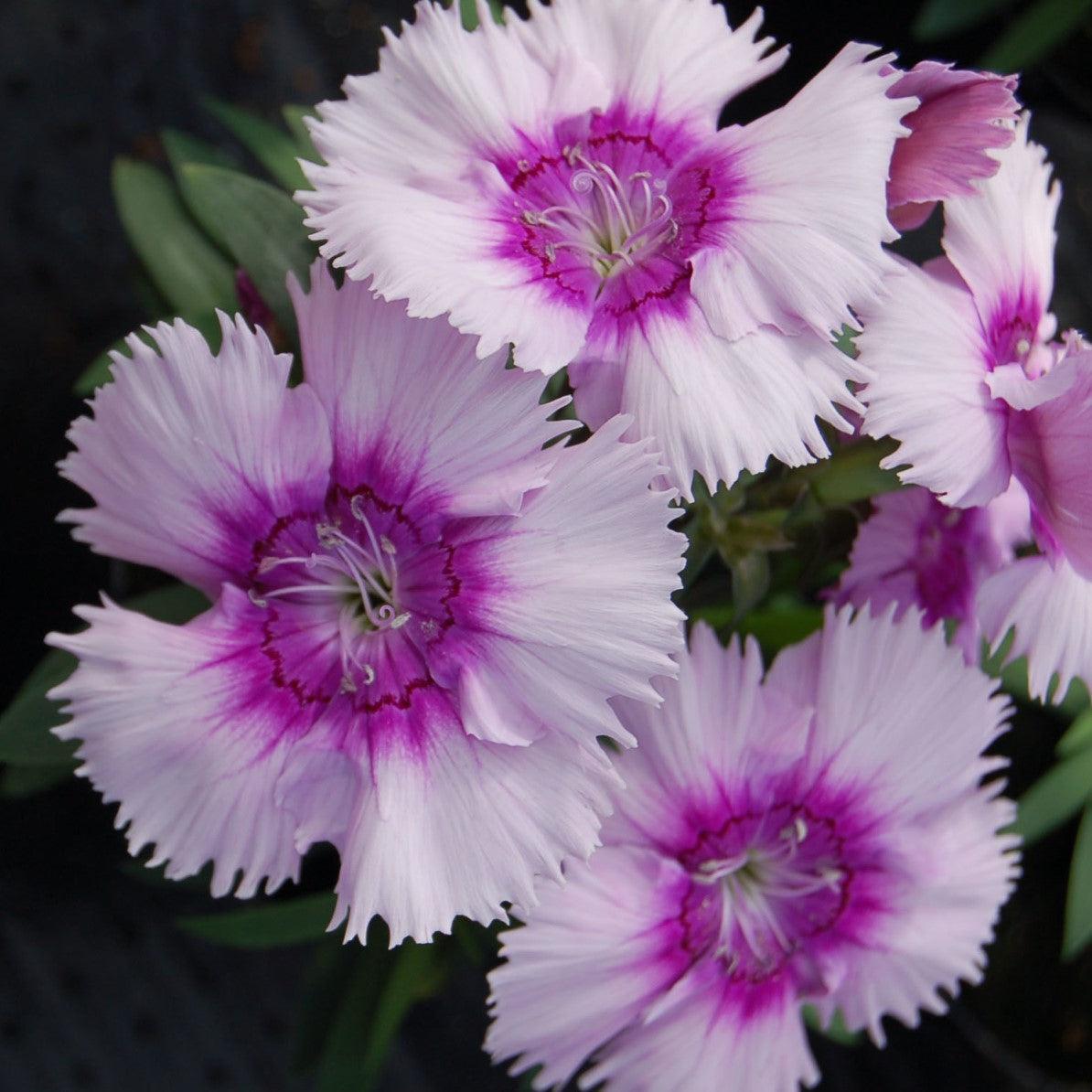 Dianthus 'Diana Lavender Picotee' ~ Diana Lavender Picotee Dianthus-ServeScape